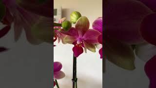 Phalaenopsis Orchid #orchid  #phalaenopsis