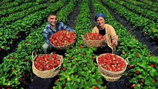 From Field to Kitchen – The Best Homemade Strawberry Jam Recipe 