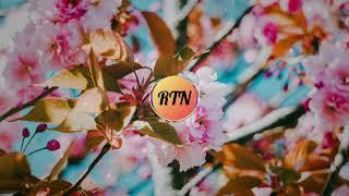 Colorful Flowers (Tokyo Music Walker) - Chill Lo fi Beat to Study / Relax - No Copyright Music