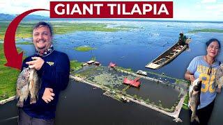 GIANT TILAPIA From Mindanao's HUGE FISHPOND (Buluan Lake)