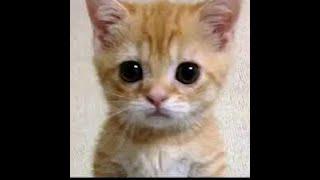 РЕАЛЬНЫЙ ДЮП MINEBLAZE???СЛИВ ДЮПА МАЙНБЛЕЙЗЛИЦО МАМЫ ФЛЮГЕРА???