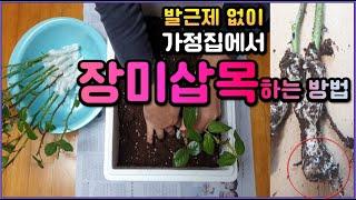 장미삽목방법 꿀팁(1), 비싼 발근제 없이도 장미묘목을 얻는 방법, 장미 꺾꽂이 방법, How to reproduce roses.