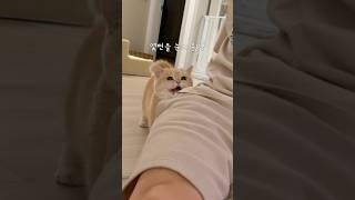 드디어 혼난 남집사나만 혼날수는 없지 #먼치킨#고양이#cat#munchkin