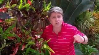 Tropical Gardening Ideas for Your Home