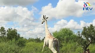Kenya’s white giraffe fitted with a GPS tracking device