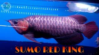 Indonesian red king arowana(sumo version) Rm13,888k.