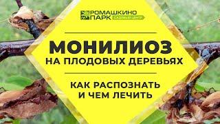 Все про монилиоз на плодовых деревьях