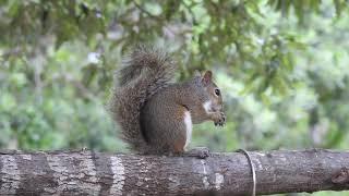 Eastern Gray Squirrel Eating Peanuts