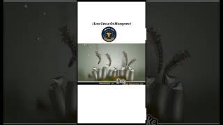 Mosquito life cycle #youtubers