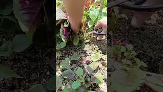 Red Amaranth#agriculture#rural life#farming#planting #naturallife#garden#Harvesting #satisfying