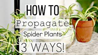 How To Propagate Spider Plants The Correct Way! | Best 3 Ways To Propagate Spider Plantlets!