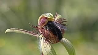 Dancing orchid pollination 1080