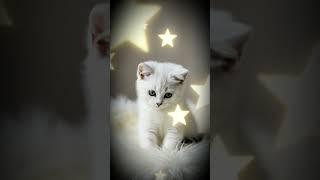 고양이 순이