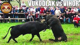 VUKODLAK (vl. Muhamed Junuzović) - VIHOR (vl. Anto Josipović) - BRNJ -  KAKANJ 04. 09. 2022.