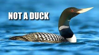 Loon Facts: the DIVER BIRD | Animal Fact Files