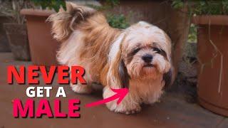 Reasons Why You SHOULD NOT Get A Male Shih Tzu!