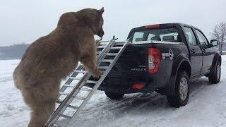 Испытание крышки Triffid Auto Trucks для пикапа! Russian bear has found a pickuptruck.