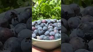 Living in Los Angeles California | Growing Blueberries 🫐 #shorts #gardening #harvest #growingfood