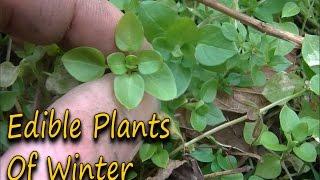 Wild Edibles Of Winter - Finding Edible Plants & Their Uses