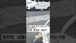 집사갈게#재미로고양이 #고양이 #cat #길고양이 #집사