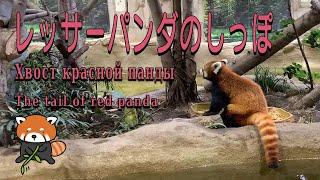 【１駅分の癒し】[4K]レッサーパンダのしっぽ　Хвост красной панды The tail of red panda