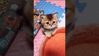 "Funny and cute animals. Best pet videos compilation" #pets #cutecat #funnyanimals #funnydog #dog