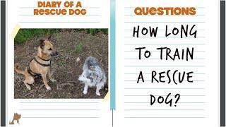 How long does it take to train a rescue dog?  Diary of a rescue dog - Questions