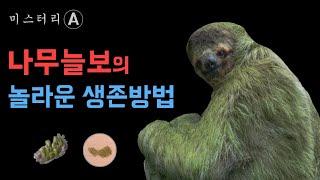 나무늘보가 멸종하지 않은 이유 (Feat.이끼 그리고 나방)