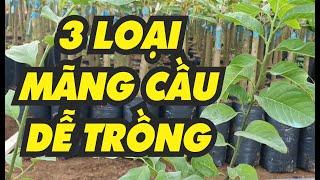 3 LOẠI NA (MÃNG CẦU) DỄ TRỒNG