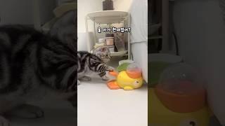고양이 천재 판독기!?