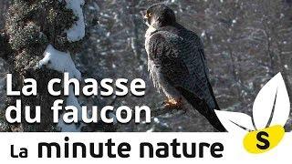 LA CHASSE DU FAUCON (No 109)