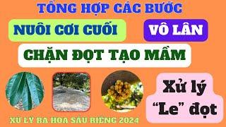 Tổng hợp quy trình từ nuôi cơi cuối - vô lân - chặn đọt tạo mầm - hóa chất - xiết nước và xử le đọt