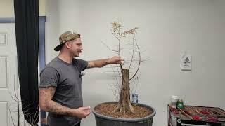 Bonsai 105: Creating and Caring for Bonsai Trees