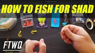 Shad Fishing and Shad Fishing tips. The Shad Fishing Rig