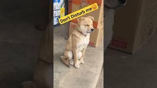 Mr. Doggy | funny wildlife moments #funnyvideo #dog #wildlife #sorts