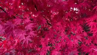 Acer palmatum ‘Osakazuki’ Perfect Bright Red Fall Color on a Japanese Maple!