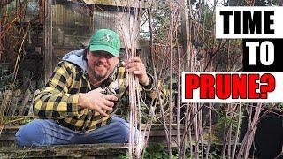 5 Raspberry Pruning Tips - Garden Quickie Episode 229