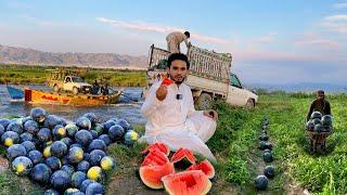 Watermelon Garden | Nangarhar Afghanistan | ننګرهار کې د هندواڼو فالیزونه