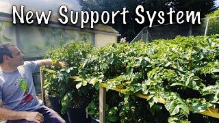 This Genius Potato Support System Changed My Container Gardening!