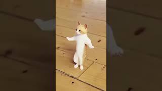 Cat dancing #Amapiano vibes #african #amapianodance #amapianototheworld #SouthAfrican