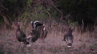 Goulds Turkey Hunting 2017-Richard Oliver with Jay Scott