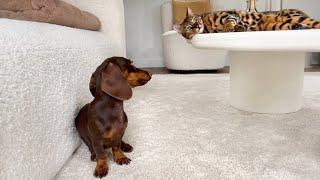 Dachshund puppy & Bengal Cat playing for hours.