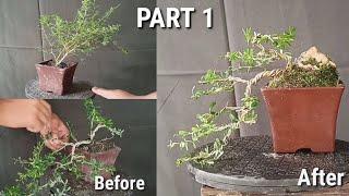 How to Wire Bonsai (The Basics) Part 1