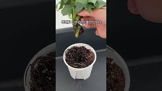 식물을 구하는 골든타임⏳ / 죽기직전 식물 살리는 방법 #식물 #식물키우기 #꿀팁 #plants