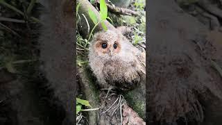 Cute Baby Owl in the jungle