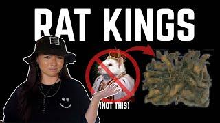 Real Cryptids: RAT KINGS!