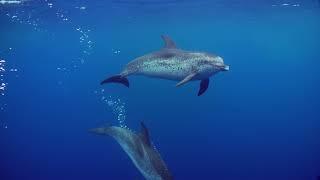 Tenerife-La Gomera Whale Heritage Site in Europe