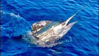 Sailfish - Anna Maria Island, Florida - Fishing With Salty