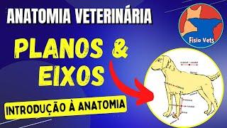 Planos e eixos anatômicos - Anatomia veterinária