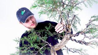 How To Make A Natural Bonsai - FULL PROCESS & EXPLANATION